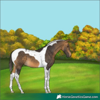 Horse Color:Buckskin Tobiano 