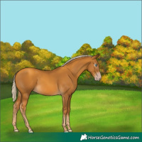 Horse Color:Gray Gold Cream Champagne 
