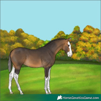 Horse Color:Buckskin Splash 