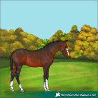 Horse Color:Bay 