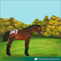 Horse Color:Gray Bay Blanket 