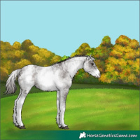 Horse Color:White Spotted Liver Chestnut Ice 