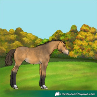 Horse Color:Buckskin 