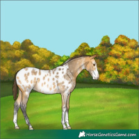 Horse Color:Buckskin Sabino Near Leopard 