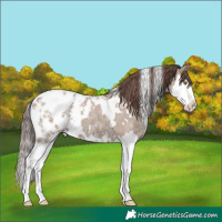 Horse Color:White Spotted Classic Champagne Ice Splash Appaloosa 