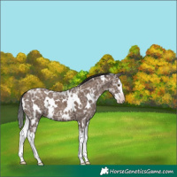 Horse Color:Gray White Spotted Classic Champagne Ice Splash 