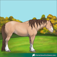 Horse Color:Amber Champagne 