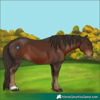 Horse Color:Liver Chestnut 