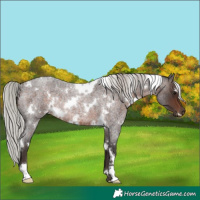 Horse Color:White Spotted Silver Brown Roan Rabicano 