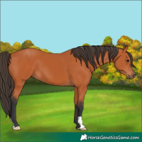 Horse Color:Bay 
