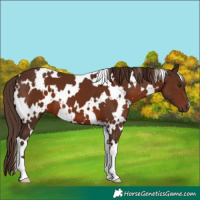 Horse Color:White Spotted Liver Chestnut 