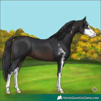 Horse Color:Brown Sabino