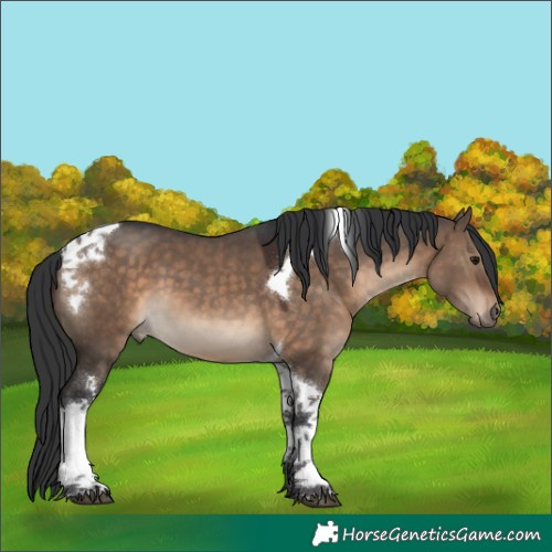 Horse Color:Brown Dun Tobiano 