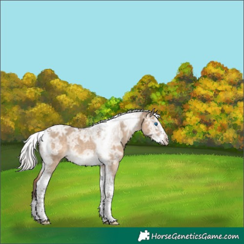 Horse Color:Silver Brown Ice Dun Tobiano Frame Rabicano 
