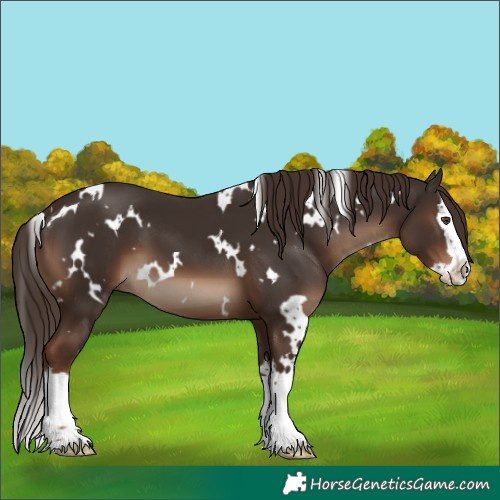 Horse Color:White Spotted Liver Chestnut Splash 