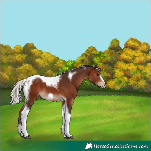 Horse Color:Silver Brown Tobiano Frame 