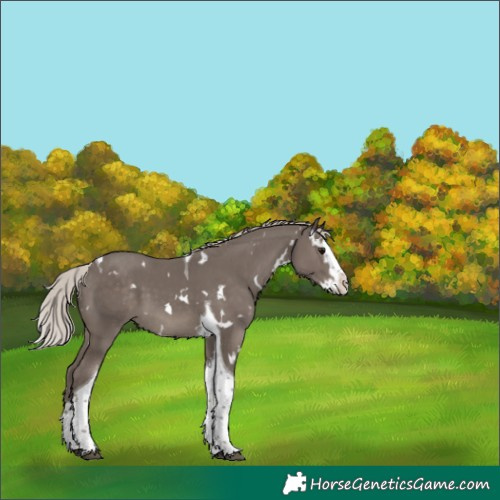 Horse Color:White Spotted Silver Black Splash Tobiano 