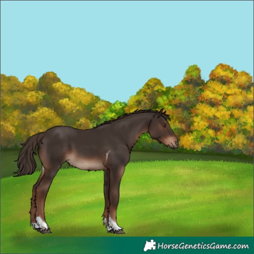 Horse Color:Liver Chestnut Tobiano 