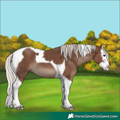 Horse Color:Silver Black Splash Tobiano 