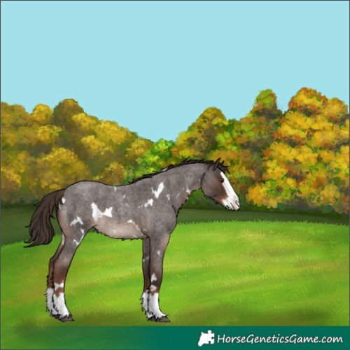 Horse Color:White Spotted Liver Red Roan Splash 