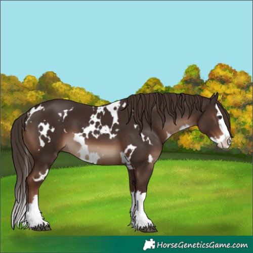 Horse Color:White Spotted Liver Chestnut Splash 