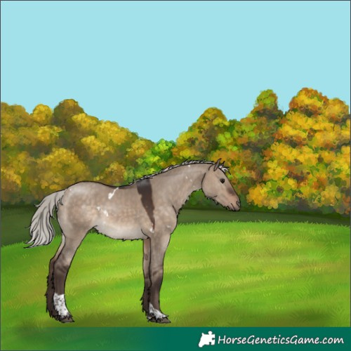 Horse Color:White Spotted Silver Brown Dun Tobiano 