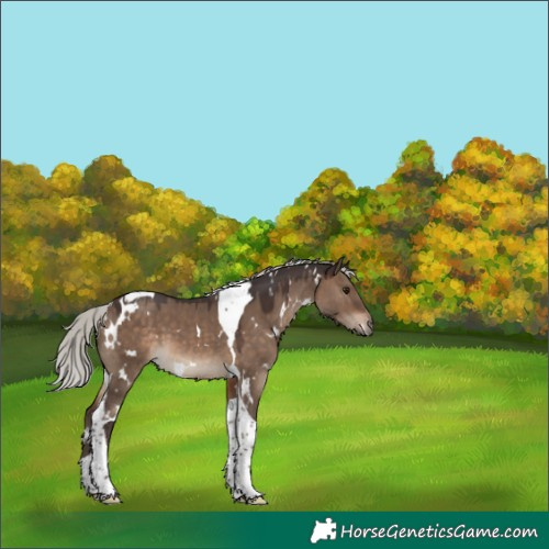 Horse Color:White Spotted Silver Brown Dun Tobiano 