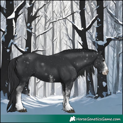 Horse Color:White Spotted Black Tobiano 