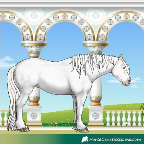 Horse Color:White Spotted Silver Buckskin Dun Frame Appaloosa 