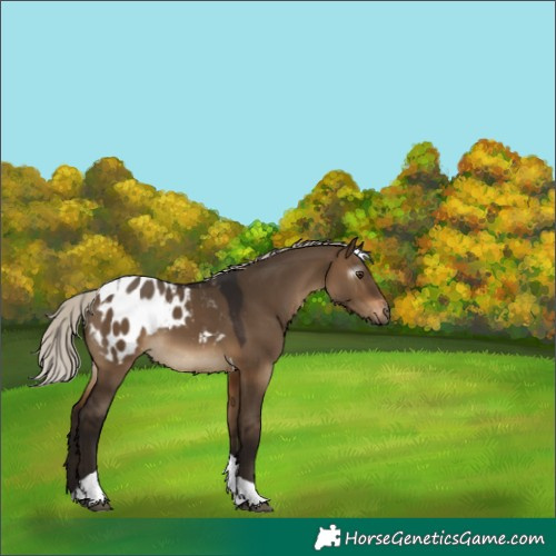 Horse Color:Gray Silver Brown Dun Tobiano Appaloosa 