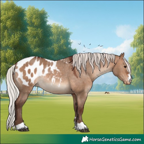 Horse Color:Silver Brown Dun Appaloosa Rabicano 