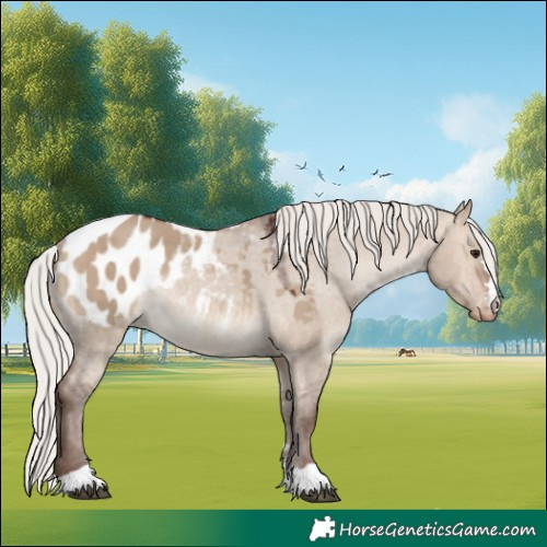 Horse Color:Silver Brown Dun Blanket Rabicano 