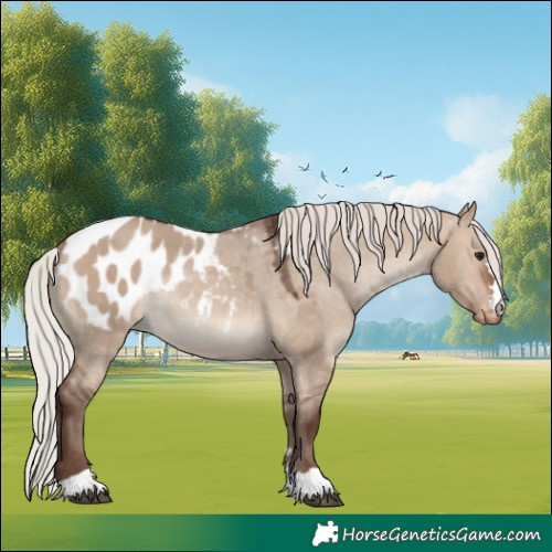 Horse Color:Silver Brown Dun Appaloosa Rabicano 