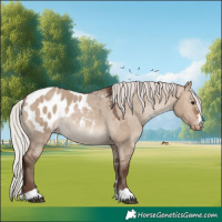 Horse Color:Silver Brown Dun Appaloosa Rabicano 