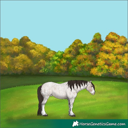 Horse Color:White Spotted Liver Red Dun Ice Roan Rabicano 