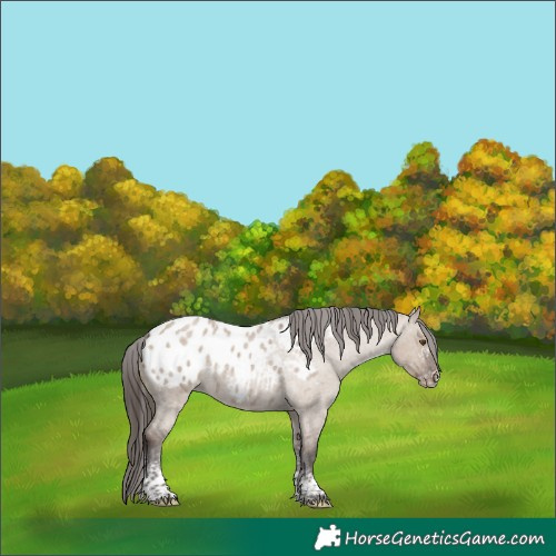 Horse Color:White Spotted Liver Red Dun Roan Blanket Rabicano 