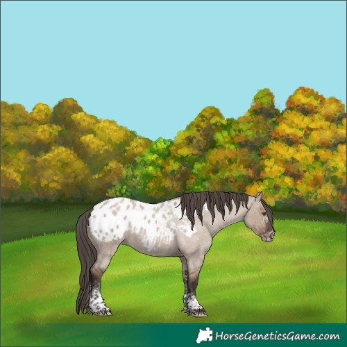 Horse Color:White Spotted Liver Red Dun Roan Appaloosa Rabicano 
