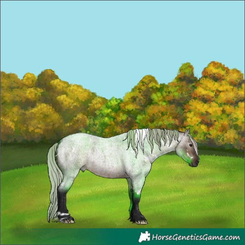 Horse Color:Gray White Spotted Silver Brown Roan Dun 