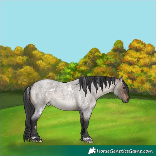Horse Color:White Spotted Brown Roan Dun 