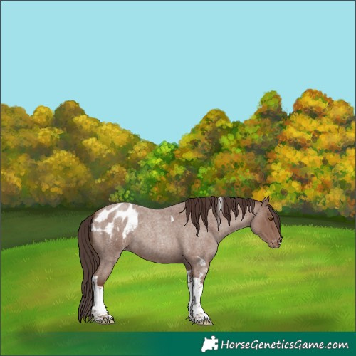 Horse Color:Classic Champagne Roan Tobiano Blanket 