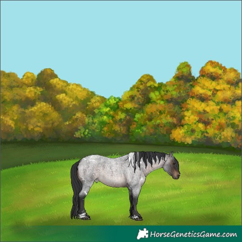 Horse Color:White Spotted Brown Roan 