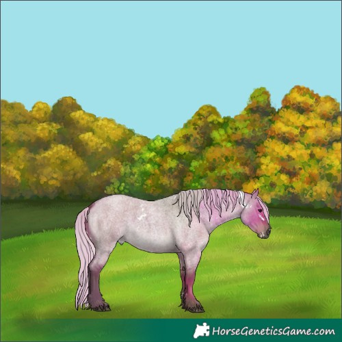 Horse Color:White Spotted Silver Grullo Roan 