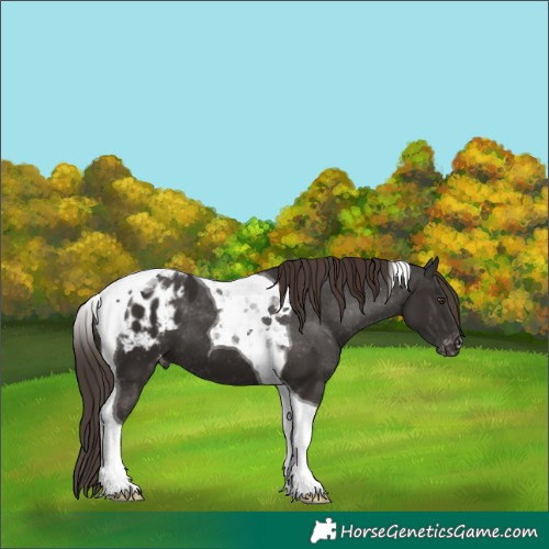 Horse Color:Liver Chestnut Tobiano Appaloosa 