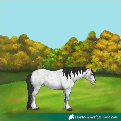 Horse Color:White Spotted Brown Ice Roan Dun 