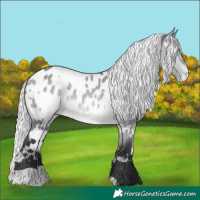 Horse Color:White Spotted Silver Brown Chinchilla Dun Appaloosa
