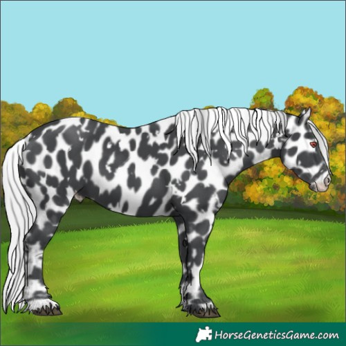 Horse Color:White Spotted Silver Black Chinchilla Appaloosa