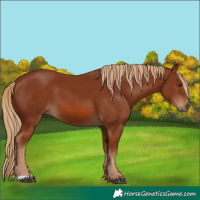 Horse Color:Chestnut 