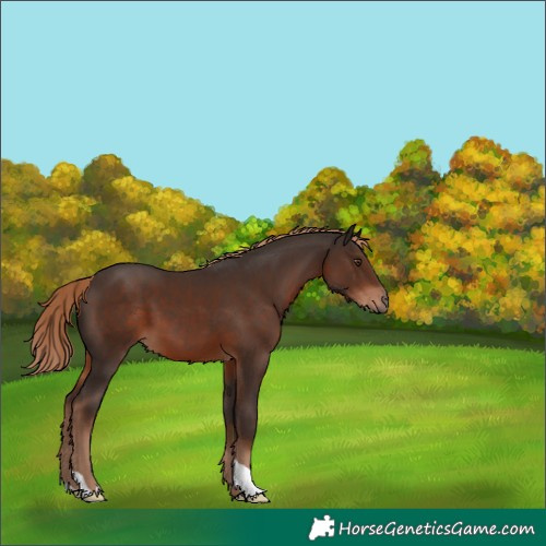 Horse Color:Liver Chestnut 