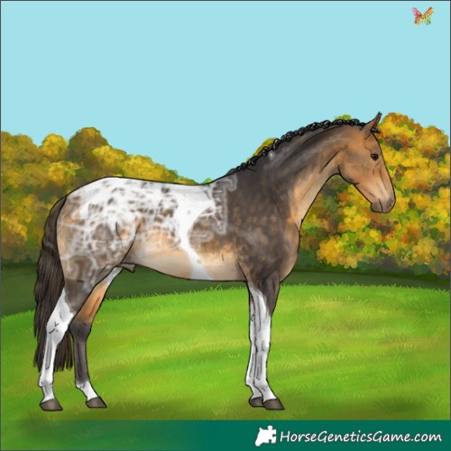 Horse Color:Buckskin Ice Tobiano 