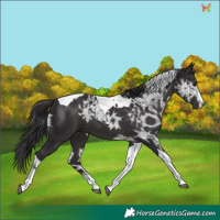 Horse Color:Smoky Black Ice Tobiano 